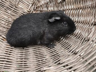 Cuy morcata a klasická morčata