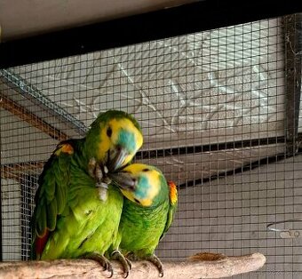 Amazoňan modročelý