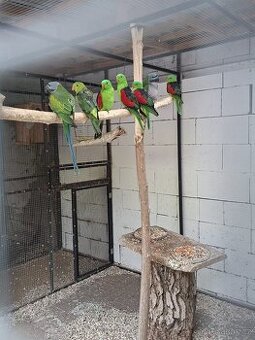 Papoušek Nádherný  a Červenokřídlý