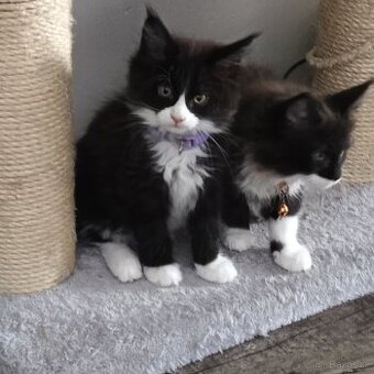 Mainská mývalí koťátka