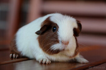 Krátkosrsté morče, morčátko, morčata s PP