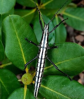 Strašilky Anisomorpha buprestoides "Ocala"