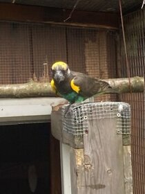 papoušek žlutotemenný - 1