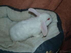 Zakrslý králíček-beránek