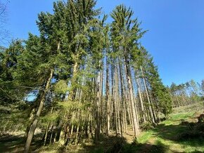 Lesní pozemek Křepiny