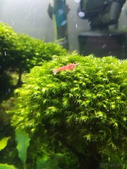 krevetky Neocaridina davidi "Red Cherry"