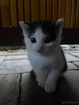 KOŤATA