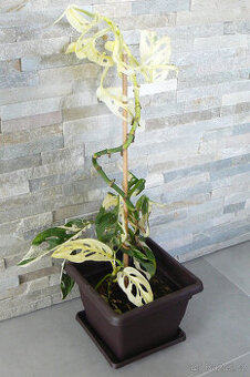 Monstera Adansonii Variegated
