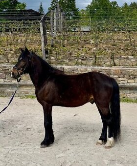 Pony valach 130kvh