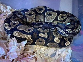 Subadult Yellow Belly het clown samice Krajta královská