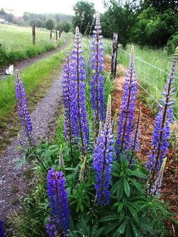 semena Lupinus - vlčí bob