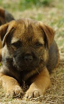 Border terrier - 1