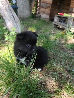 Čivava - pomeranian