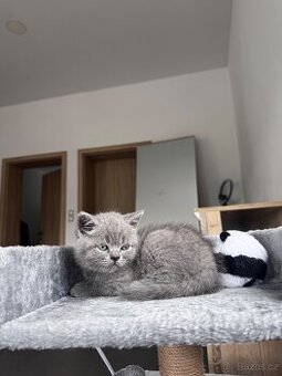 Skotska koťátko
