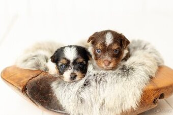 Biewer a Biro Yorkshire Terrier s PP, Jorkšír terier s PP