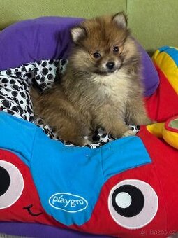 Pomeranian