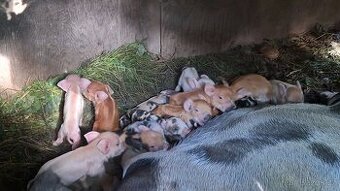 kune kune