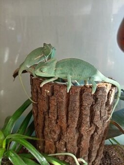 Chameleon jemensky