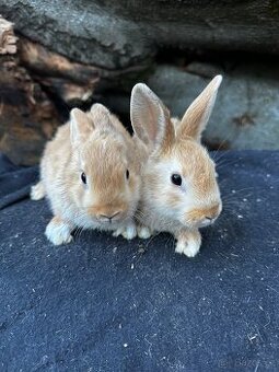 🐇 Zakrslí králíčci – ihned k odběru (Liberec)