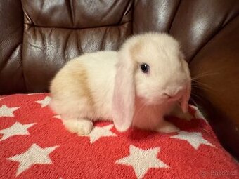 Elliot a Ellie z České Lípy