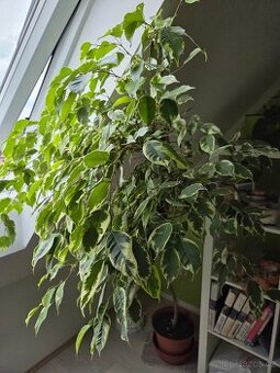 Fíkus Benjamin - Pokojové rostliny