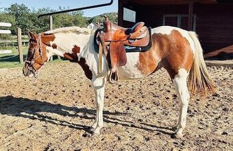 Atraktivní na jaře 3-letá kobyla APH, 6-panel negativní, RTG