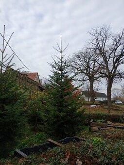 Vánoční stromek jedle