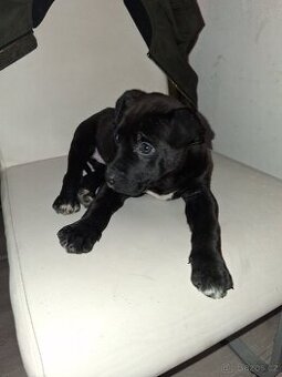 Stafordšírský bulterier