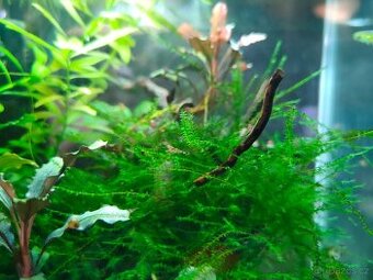 Krevetky Caridina cantonensis sp. Tiger