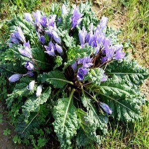 Mandragora lékařská (semena)