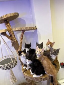 Mainská mývalí koťáta bez pp