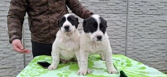 Středoasijsky pastevecky pes - 1