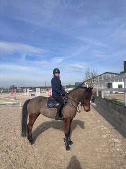 Sportovní pony kategorie B