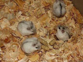 Křečík džungarský