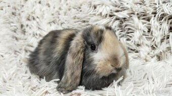 Zakrslý beránek, králíček, králík - LUCY