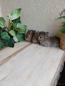 Zakrslý králík hladkosrstý - dvě samičky + sameček