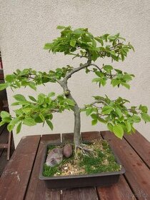 Bonsai Carpinus betulus habr obecný 2 - 1