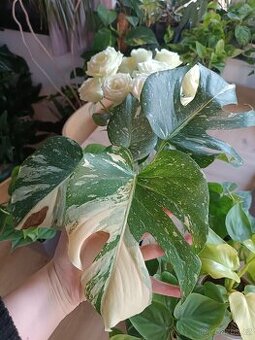 Monstera Thai constellation