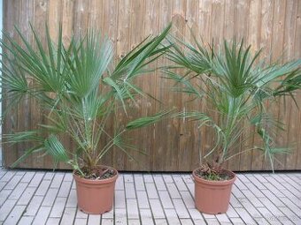 Palma Žumara nízká 100cm