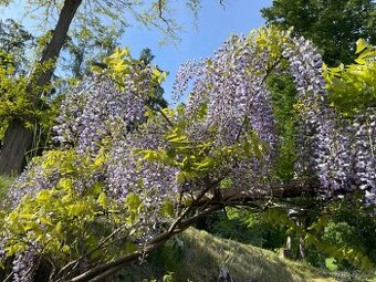 Vistárie čínská - Wisteria sinensis - semena vistárie - 2 ks