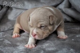 American bully pocket ABKC