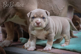American bully pocket ABKC