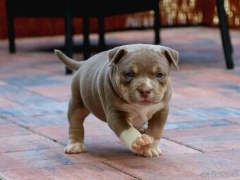 fenka American bully pocket ABKC