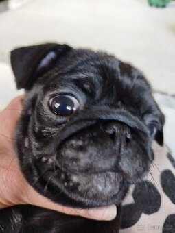 Mops s PP FCI