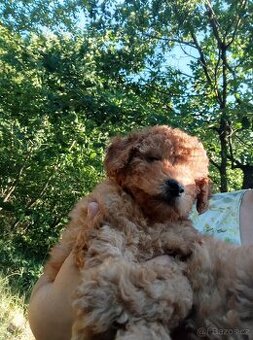 Maltipoo