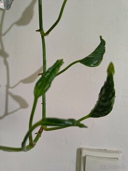 Epipremnum Shangri la- Godzilla
