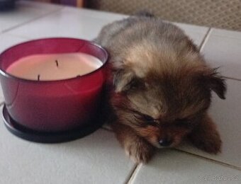 Štěňátko pomeraniana mini
