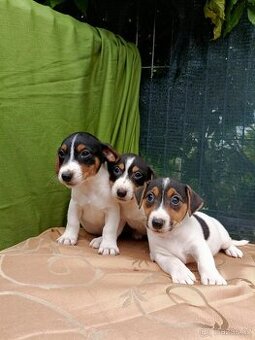 Jack Russell Terrier JRT Jack Rusel Terier