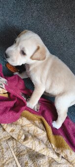 Labrador