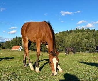 Letošní hřebec- odstávče